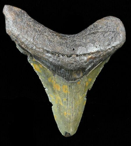 Juvenile Megalodon Tooth - North Carolina #59182